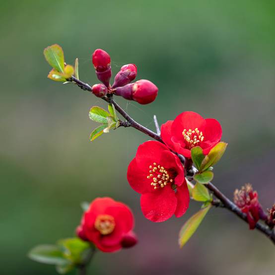 Chaenomeles superba Nicoline - Chaenomeles superba Pot de 2L/3L - Image 1