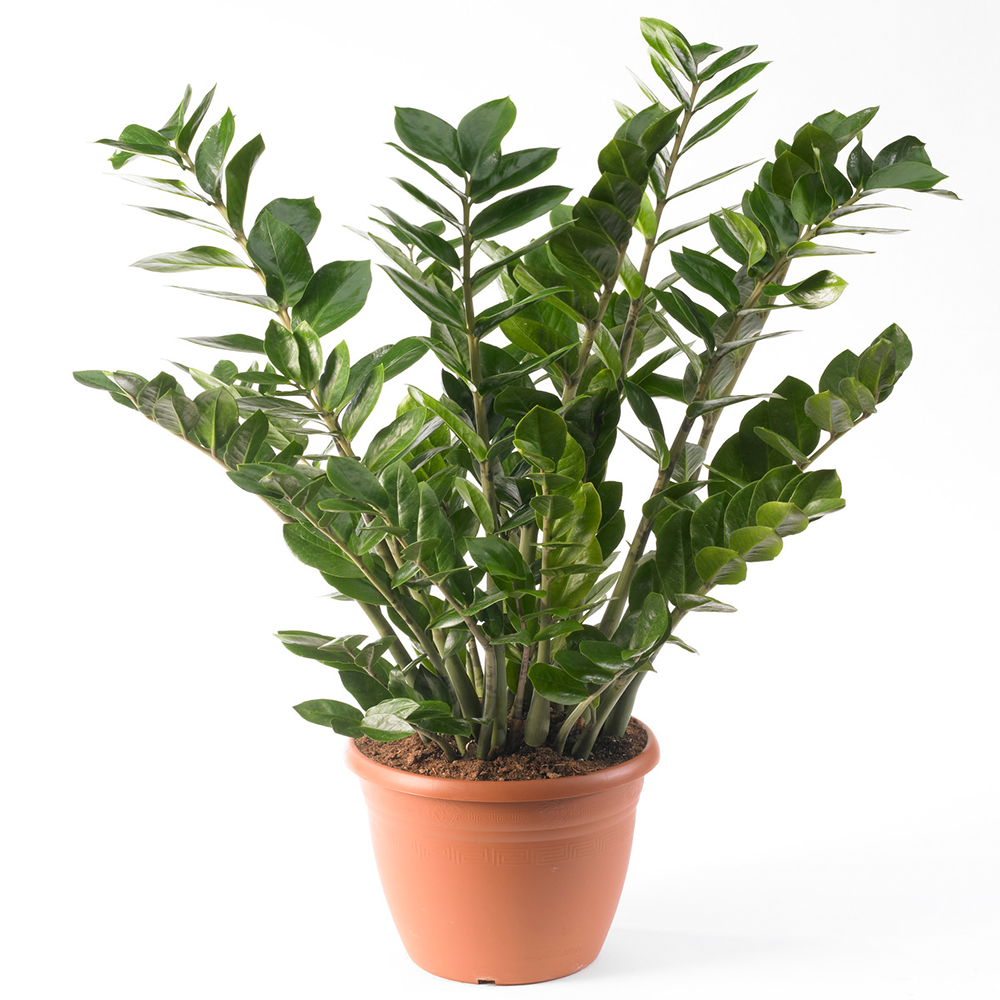Gardenersdream - Zamioculca Zamiifolia Plante D’Intérieur - Plante D’Intérieur De Qualité En Pot 13 Cm - GardenersDream - Imagen 1