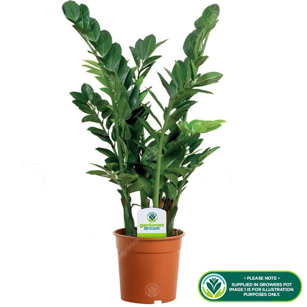 Gardenersdream - Zamioculca Zamiifolia Plante D’Intérieur - Plante D’Intérieur De Qualité En Pot 13 Cm - GardenersDream - Imagen 2