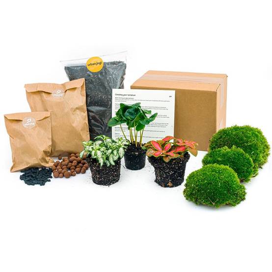 Kit rempotage plantes pour terrarium- La Green Touch 3 plantes : Caféier + 2 fittonia -