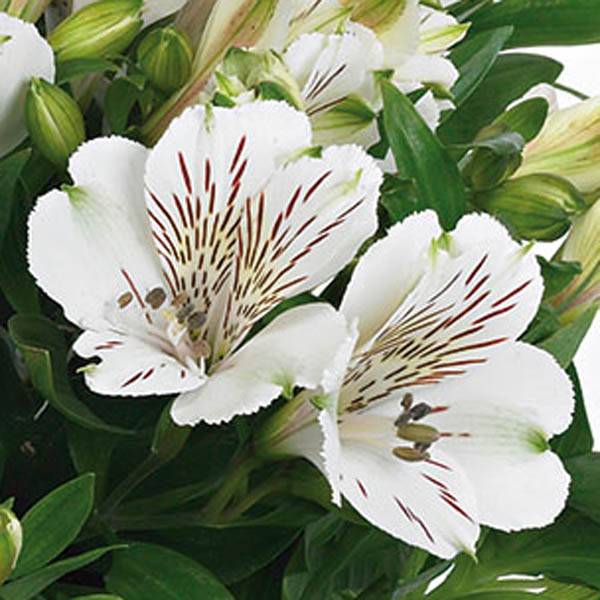 Alstroemère Inticancha Magic White - Lis des Incas Motte 4 cm x 4,5 cm, Livré en plant vert de 5 à 10 cm de hauteur (par 3)