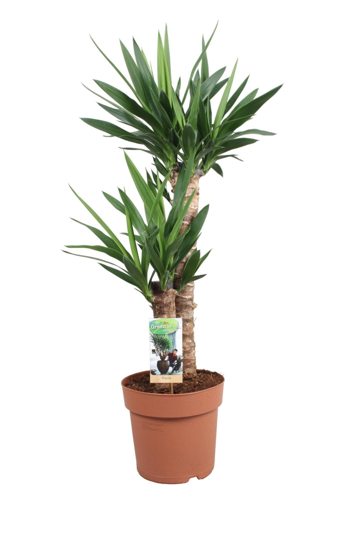 La Green Touch - Yucca 85cm - Plante d'intérieur- La Green Touch - Image 3