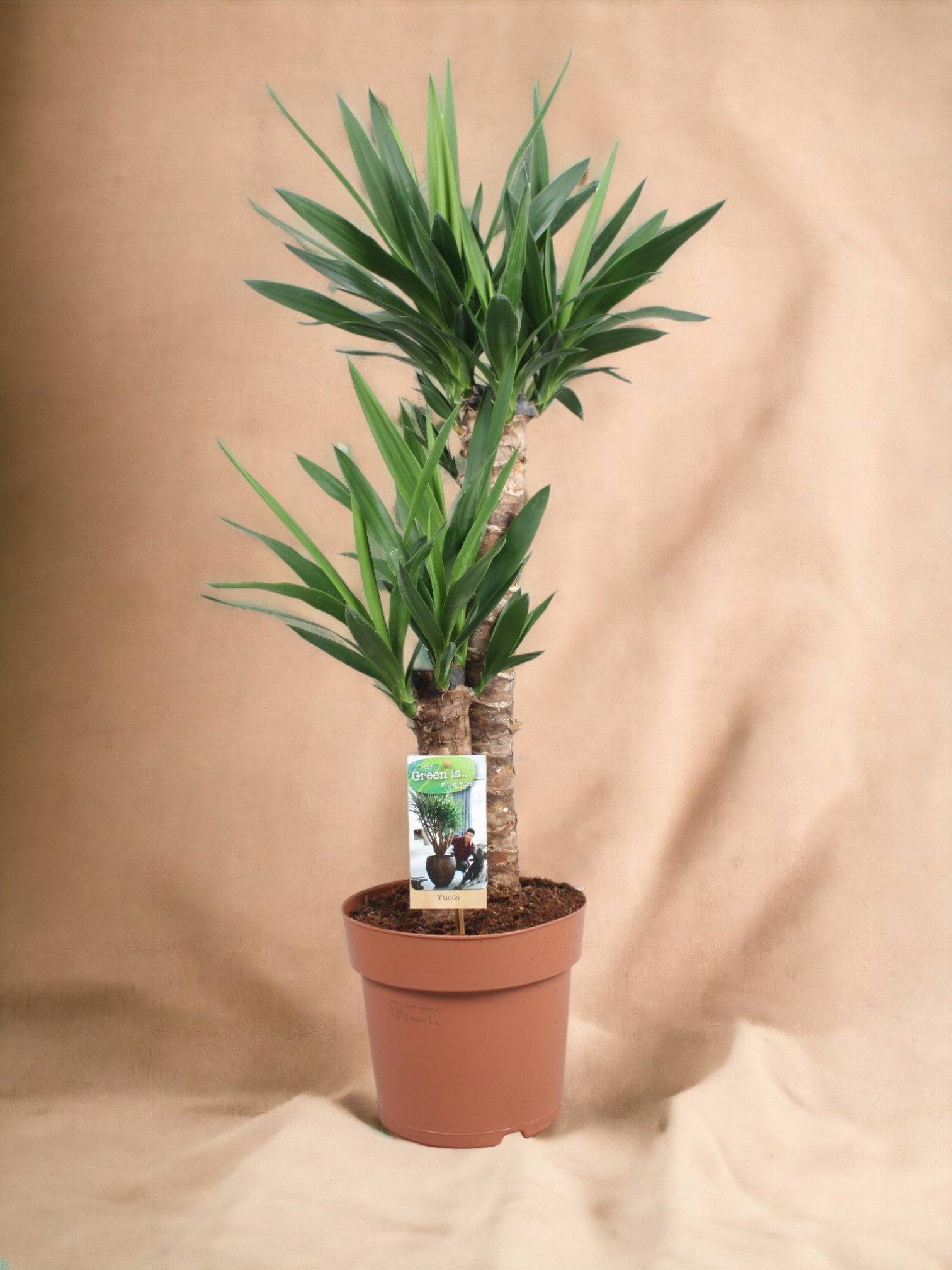 La Green Touch - Yucca 85cm - Plante d'intérieur- La Green Touch - Image 2