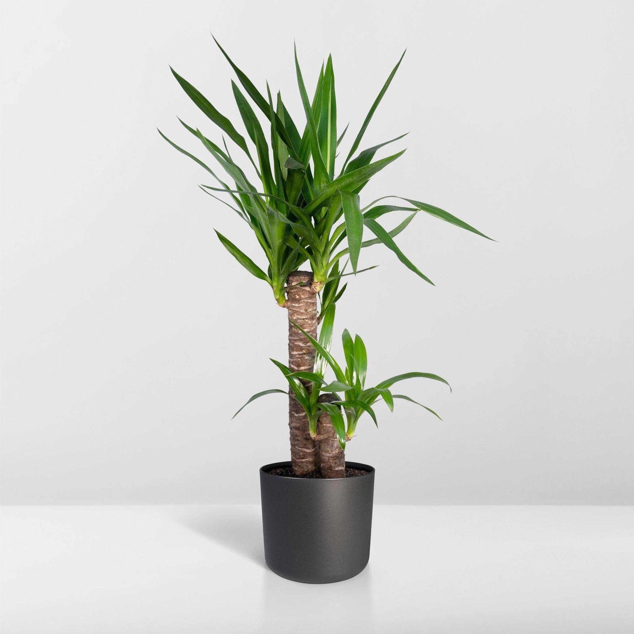 La Green Touch - Yucca 85cm - Plante d'intérieur- La Green Touch - Image 8