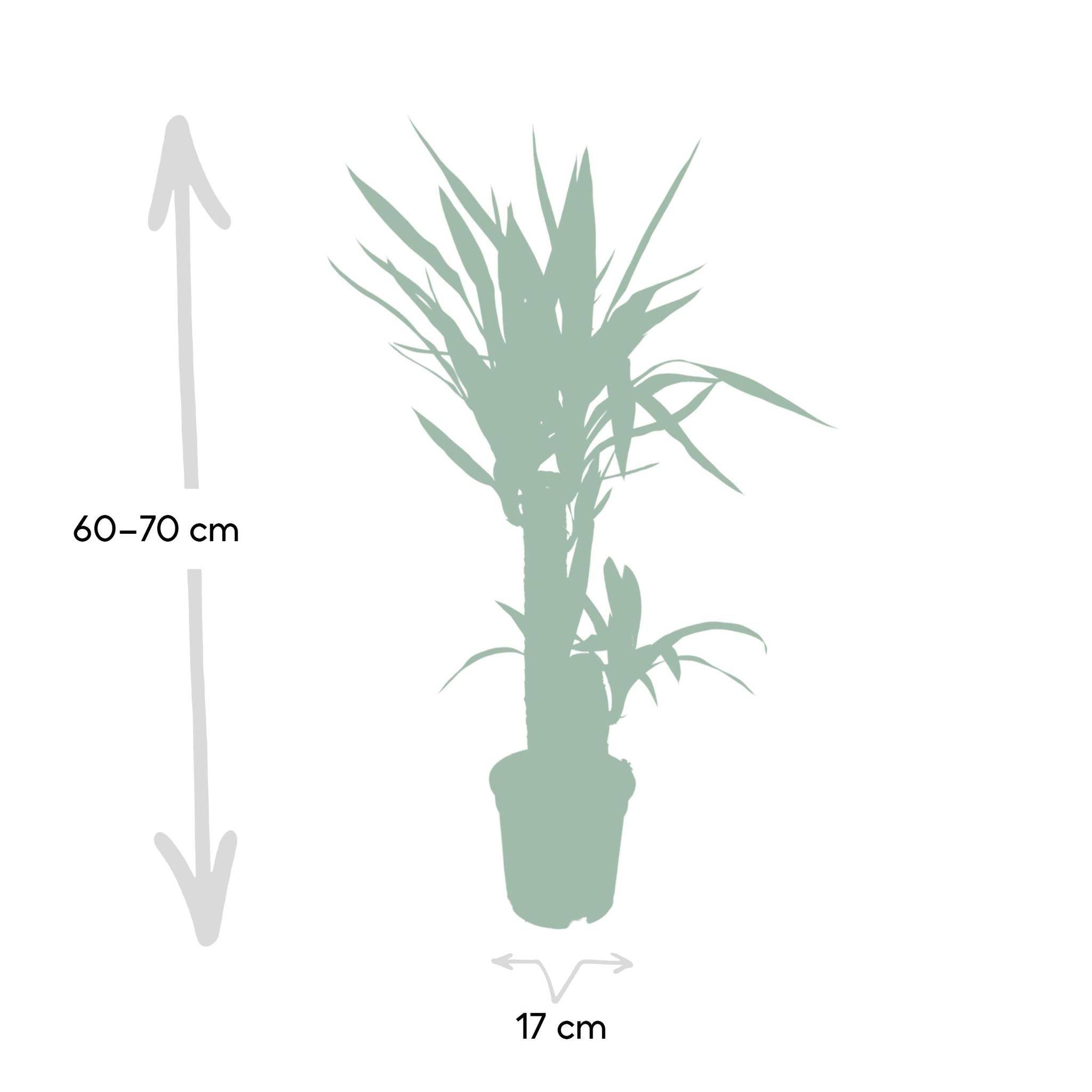 La Green Touch - Yucca 85cm - Plante d'intérieur- La Green Touch - Image 4