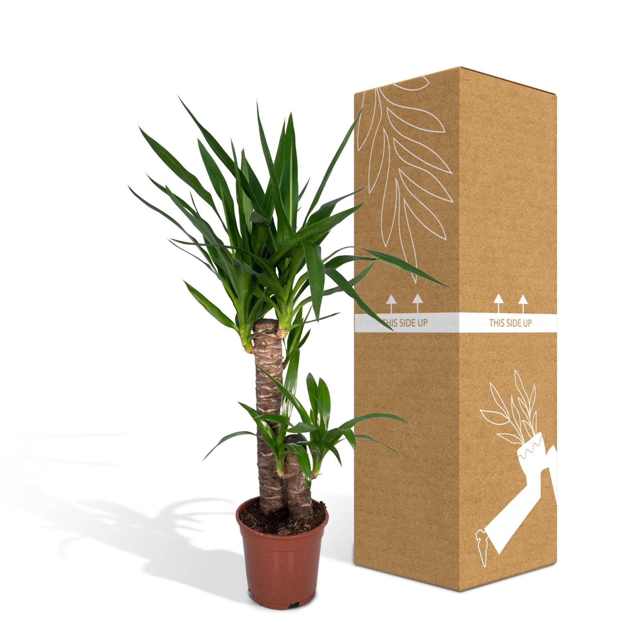 La Green Touch - Yucca 85cm - Plante d'intérieur- La Green Touch - Image 6