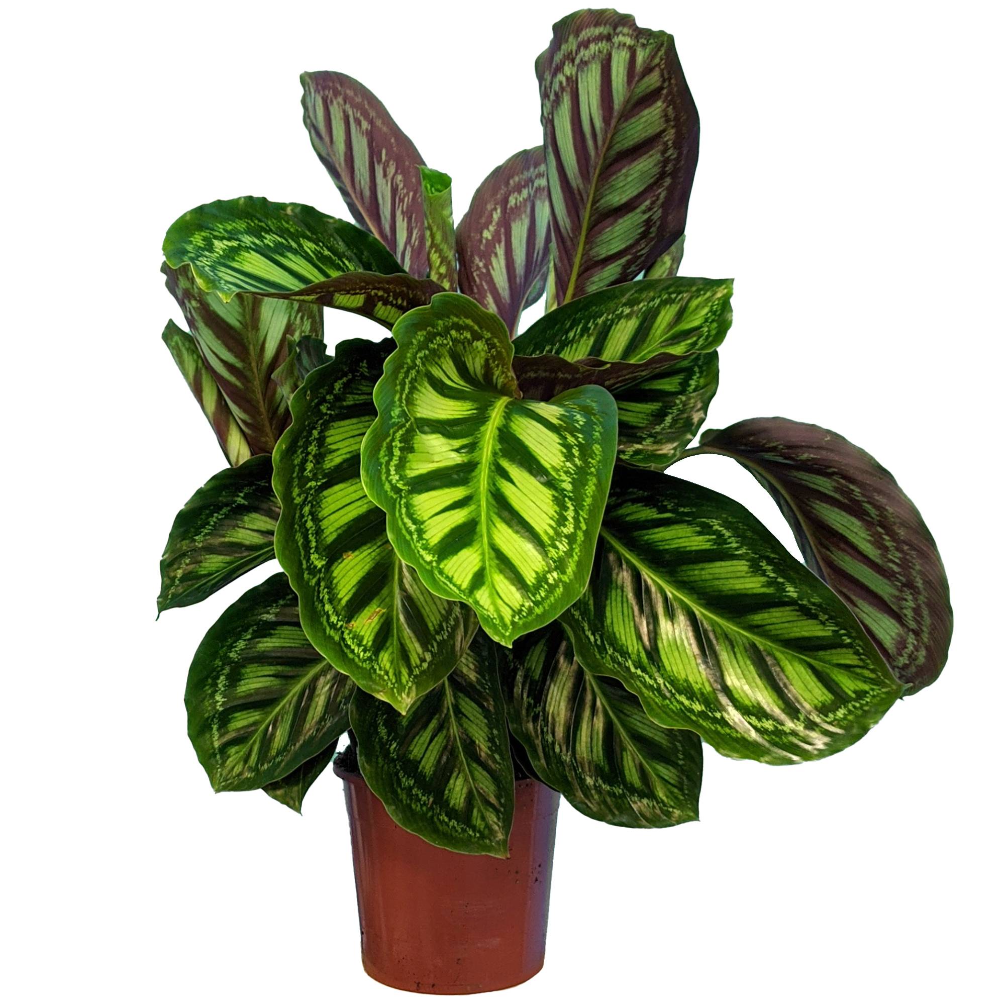 Gardenersdream - Calathea Flamestar - Plante D'Intérieur | Plante Cadeau En Pot (30 À 40 Cm Pot Inclus) - GardenersDream - Imagen 2