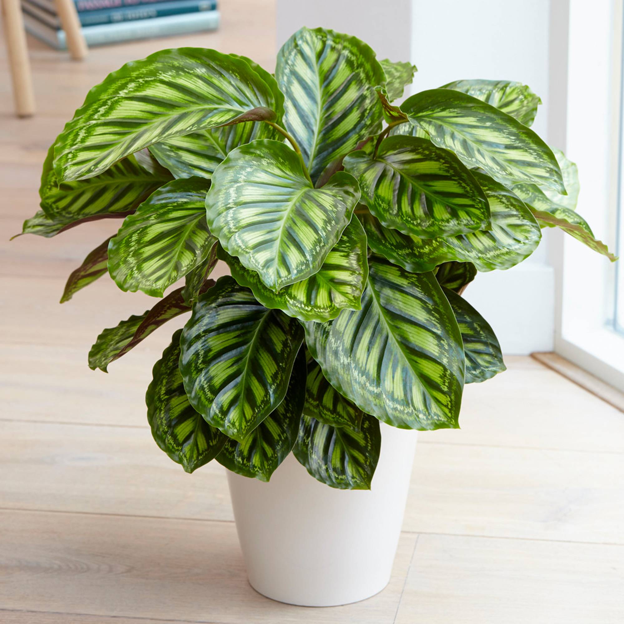 Gardenersdream - Calathea Flamestar - Plante D'Intérieur | Plante Cadeau En Pot (30 À 40 Cm Pot Inclus) - GardenersDream - Imagen 1