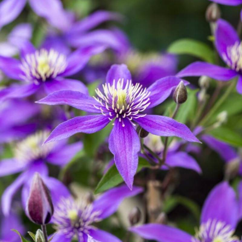 Clématite Stella Bella® 'So23005' à fleurs Bleue - feuillage Caduc - Pot de 2L - Tuteur bambou 60/90 cm-  hauteur à maturité De 1,00 m à 1,50 m - Imagen 5