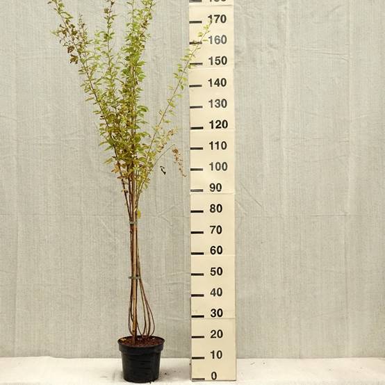 Promesse de Fleurs - Lespedeza thunbergii Edo-Shibori Pot de 3L/4L - Image 1