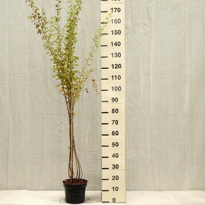 Promesse de Fleurs - Lespedeza thunbergii Edo-Shibori Pot de 3L/4L - Image 1