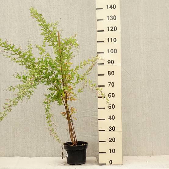 Promesse de Fleurs - Lespedeza thunbergii Edo-Shibori Pot de 3L/4L - Image 2