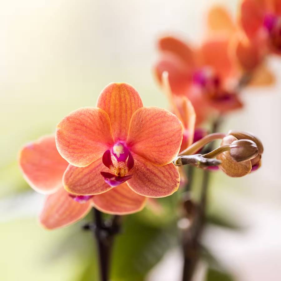 Orchidée Phalaenopsis 'Bolzano' orange - Coffret orchidée + cache-pots céramique - Pot de 9cm - Plantes d'intérieur - Image 4