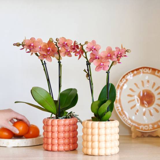 Orchidée Phalaenopsis 'Bolzano' orange - Coffret orchidée + cache-pots céramique - Pot de 9cm - Plantes d'intérieur - Image 2