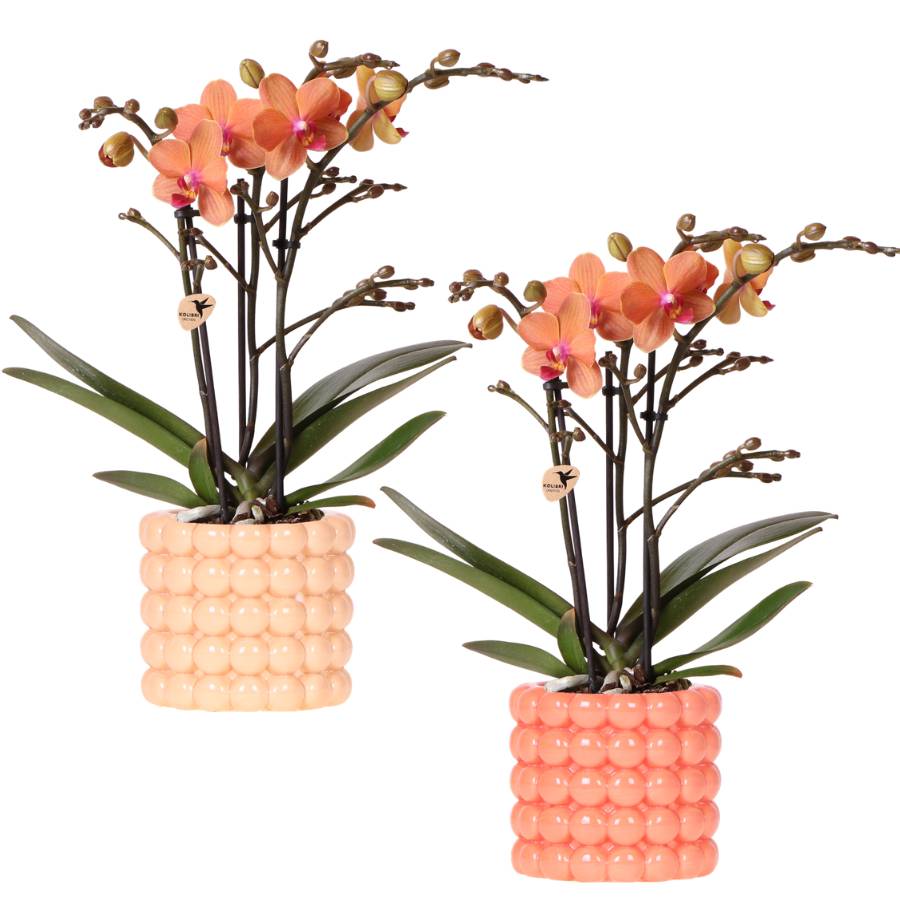 Orchidée Phalaenopsis 'Bolzano' orange - Coffret orchidée + cache-pots céramique - Pot de 9cm - Plantes d'intérieur - Image 1
