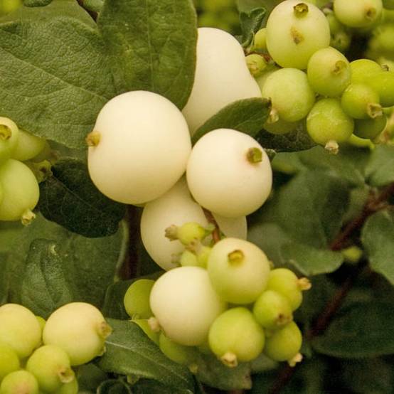 Symphorine - Symphoricarpos doorenbosii White Hedge Godet de 8/9 cm - Image 1