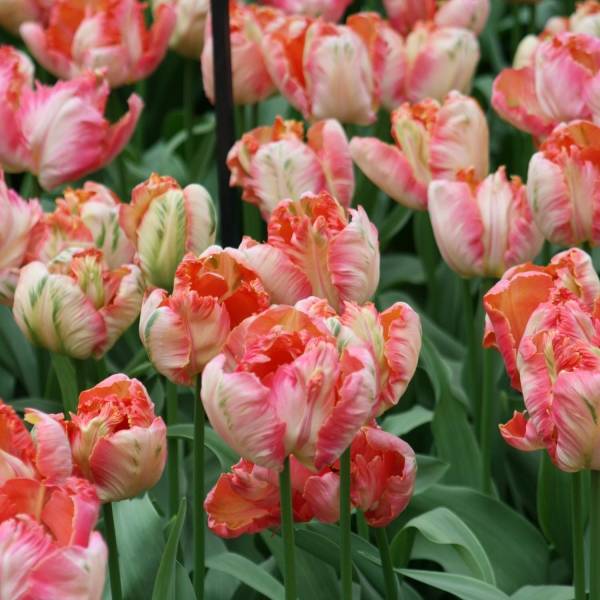 Promesse de Fleurs - Tulipe Perroquet Apricot Parrot Bulbe calibre 11+ (par 10)