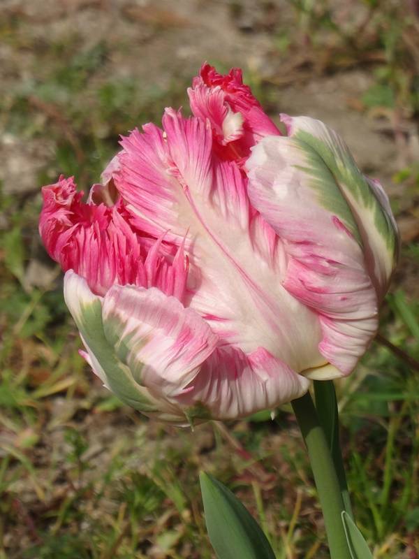 Promesse de Fleurs - Tulipe Perroquet Apricot Parrot Bulbe calibre 11+ (par 10) - Image 2
