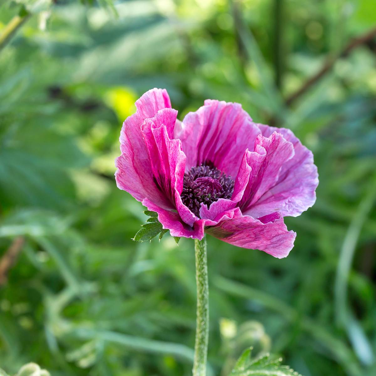 Promesse de Fleurs - Pavot d'Orient Harlem - Papaver orientale Pot de 2L/3L