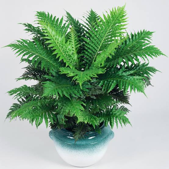 Gardenersdream - Blechnum "Silver Lady" Élégant | Meilleure Plante D'Intérieur | Fougère Naine En Pot De 25 À 35 Cm - GardenersDream - Image 1