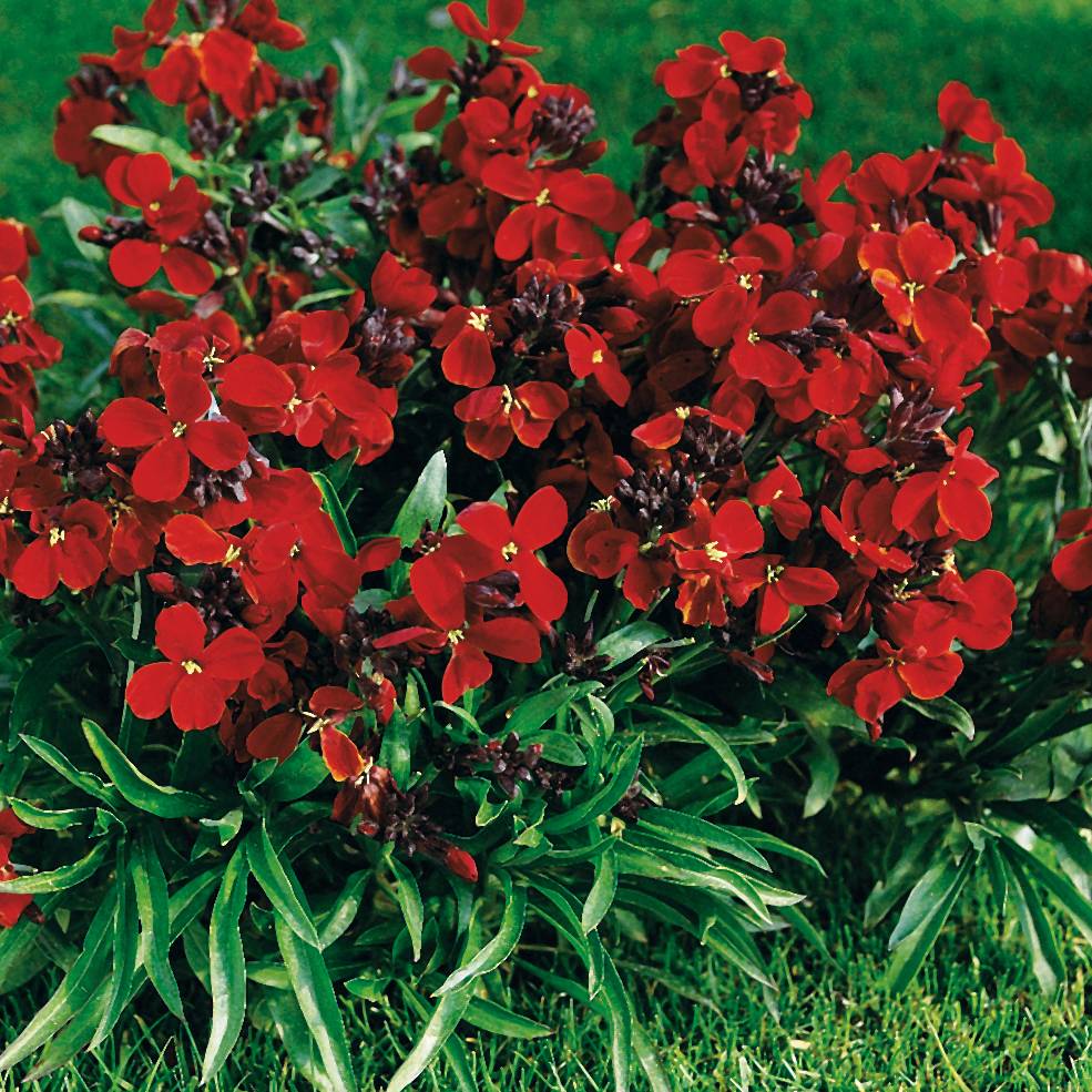 Promesse de Fleurs - Giroflée ravenelle Bedder Vulcan brune Mini-motte Ø 1,5/2,5 cm, Plant vert de 3 à 5 cm de haut environ (par 5)