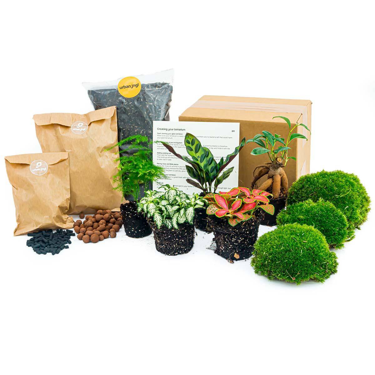 La Green Touch - Kit rempotage plantes pour terrarium- La Green Touch  5 Plantes : Calathéa + Ficus + Asparagus + 2 fittonia -