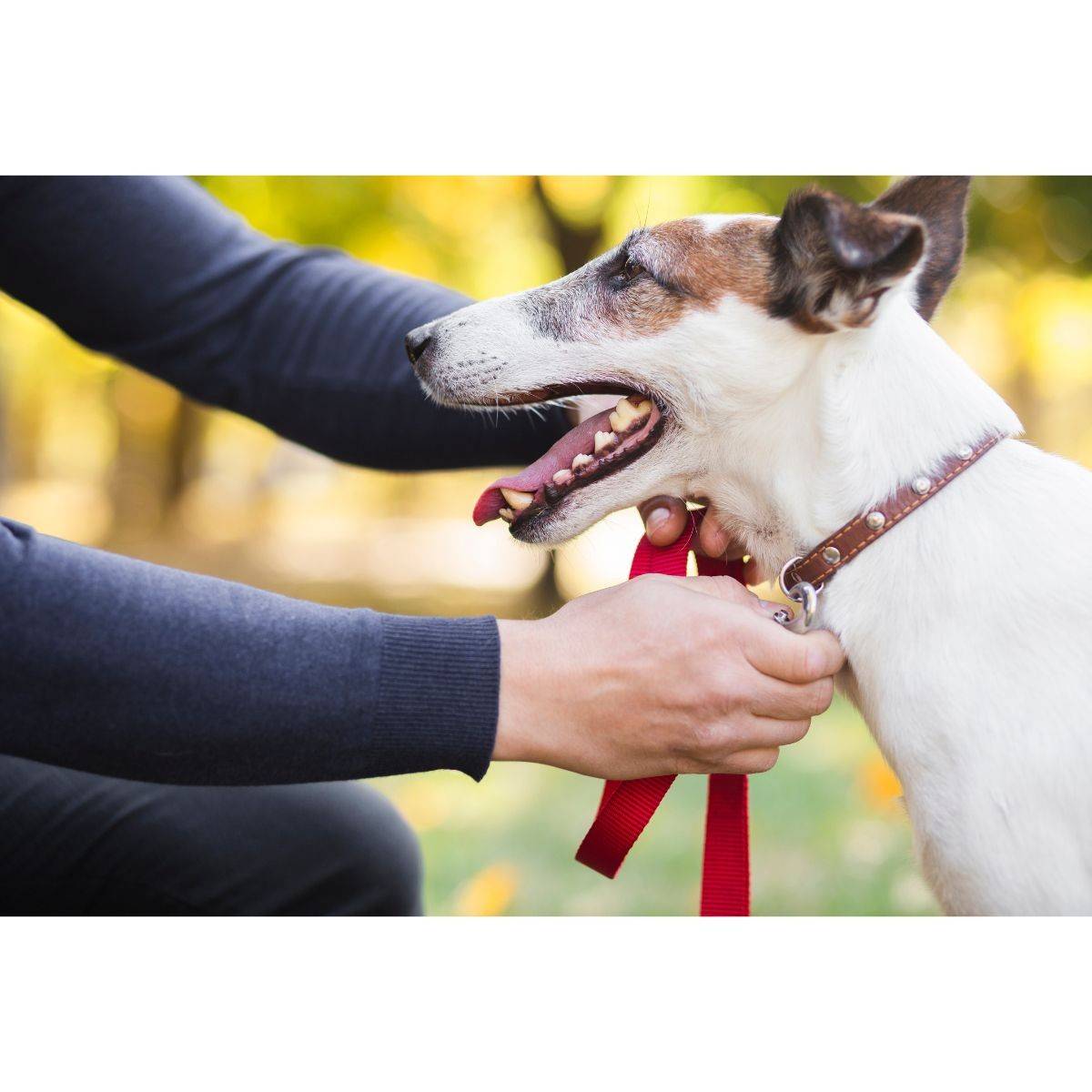 Harnais et Laisse pour chien 190 cm Ceinture réglable 55 à 90 cm Longe Elastique Balade Jogging KZ GARDEN - Imagen 3