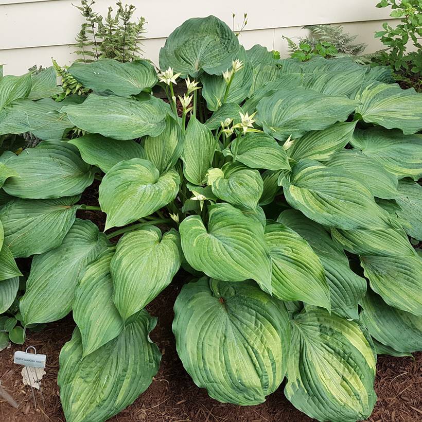 Hosta Guardian Angel Pot de 1,5L/2L