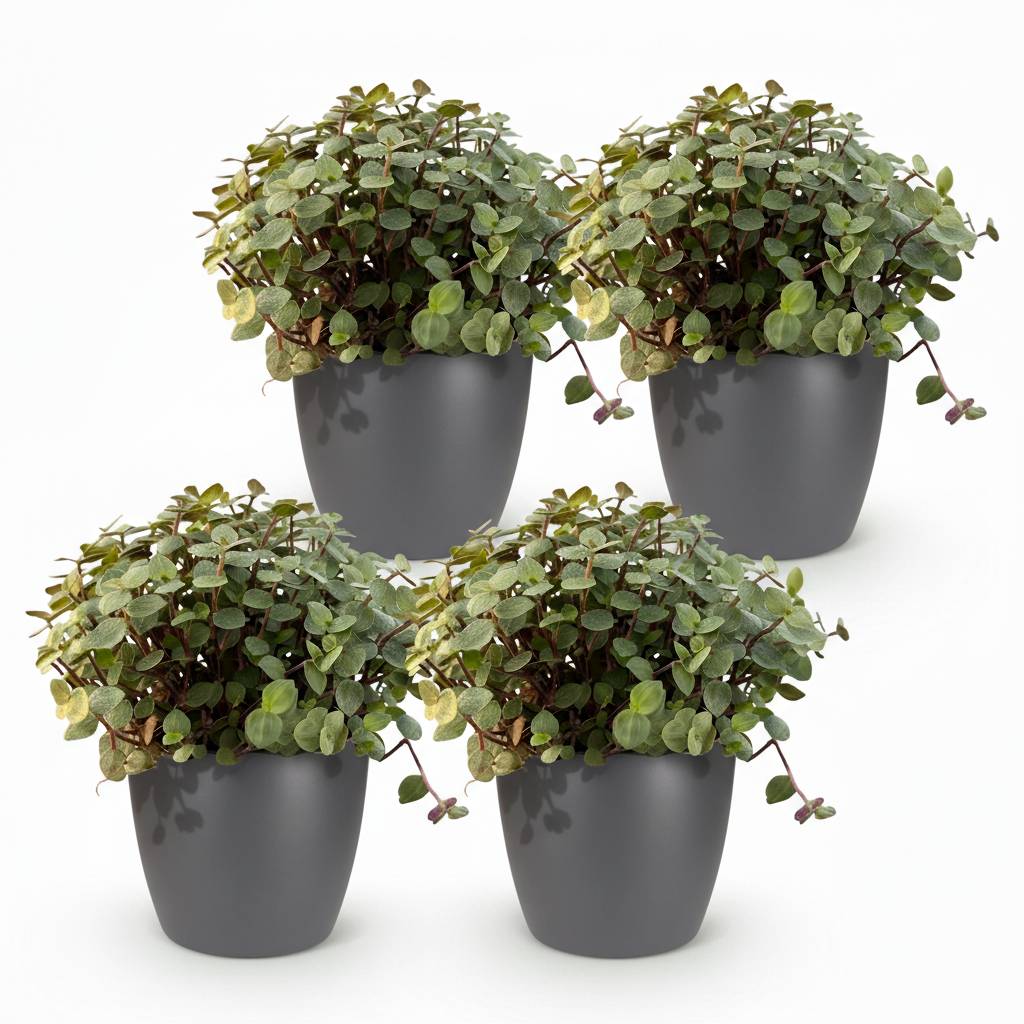 La Green Touch - Calissia Repens - H20cm - Image 2