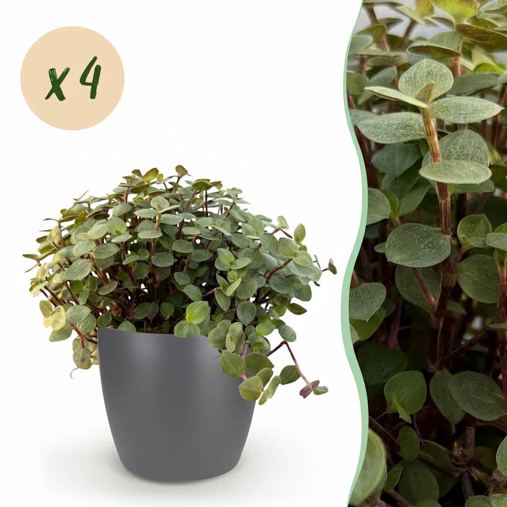 Calissia Repens - H20cm