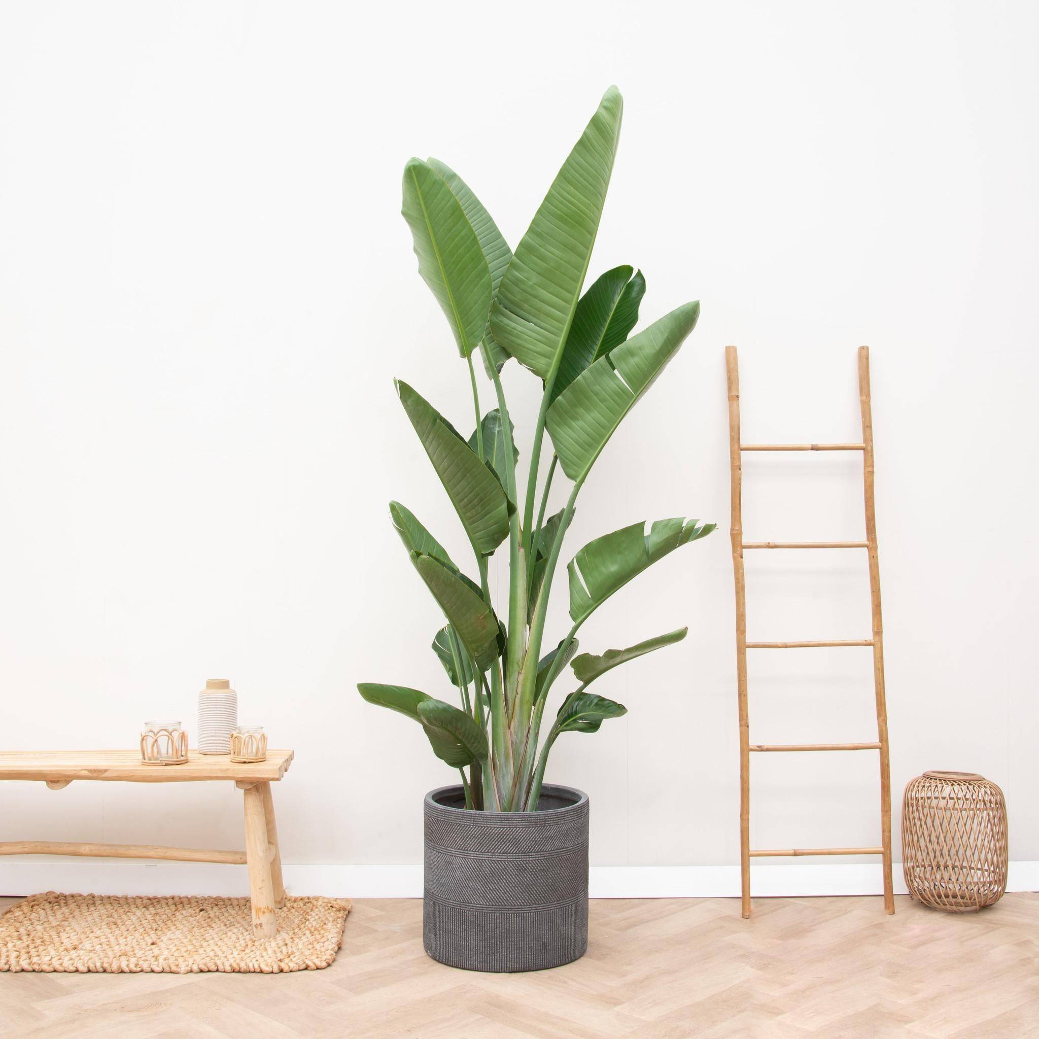 La Green Touch - Strelitzia Augusta Multi Stam Xxl - D32 H225cm - Image 2