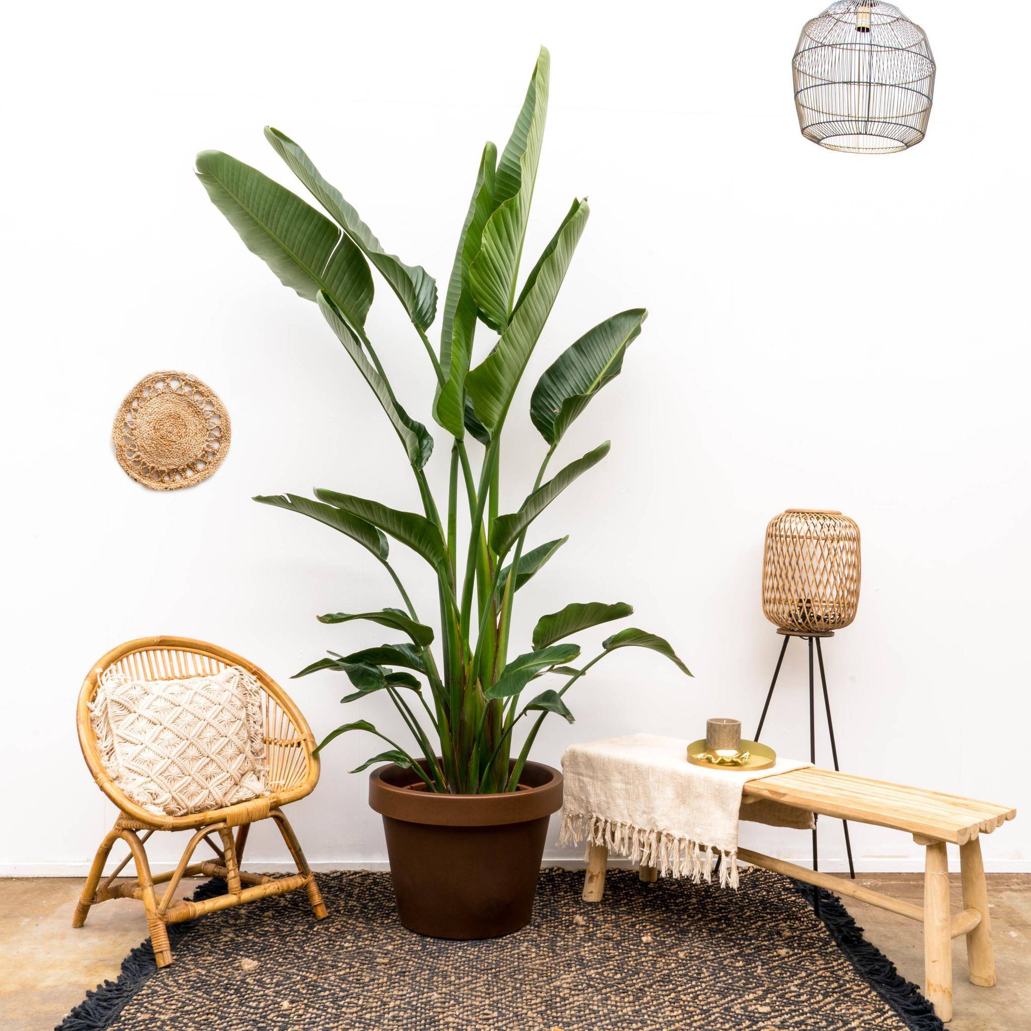 La Green Touch - Strelitzia Augusta Multi Stam Xxl - D32 H225cm - Image 3