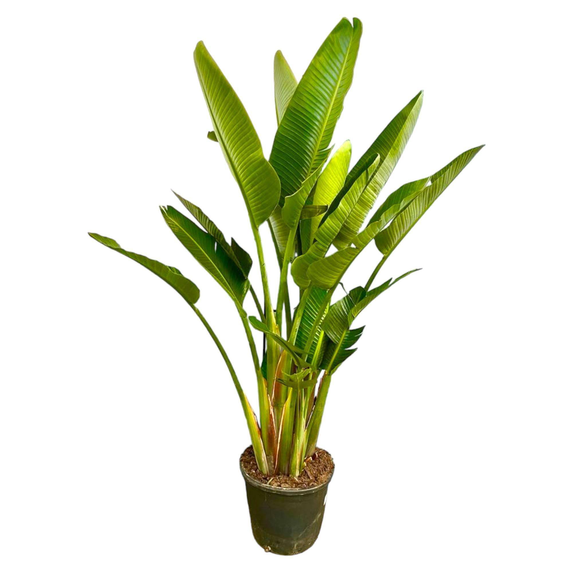 Strelitzia Augusta Multi Stam Xxl - D32 H225cm