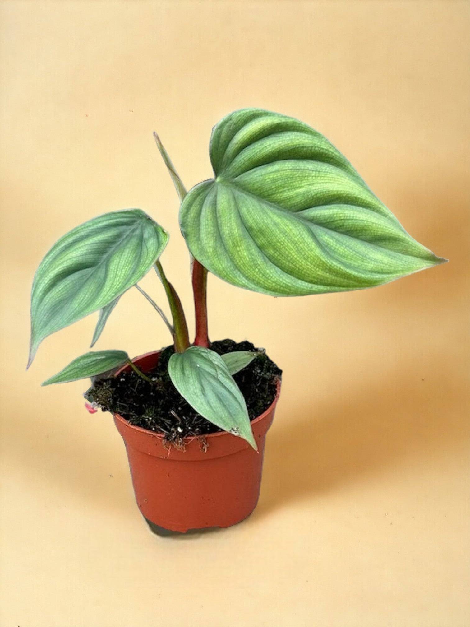 Philodendron Colombia- La Green Touch