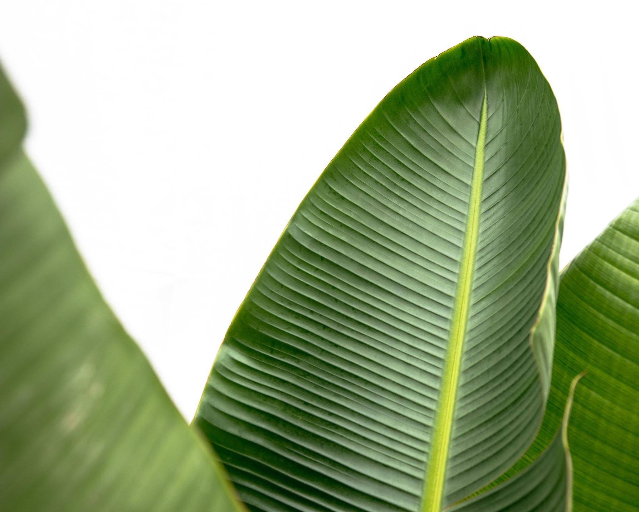 La Green Touch - Strelitzia Augusta de Luxe Xxl - D38 H250cm - Image 6