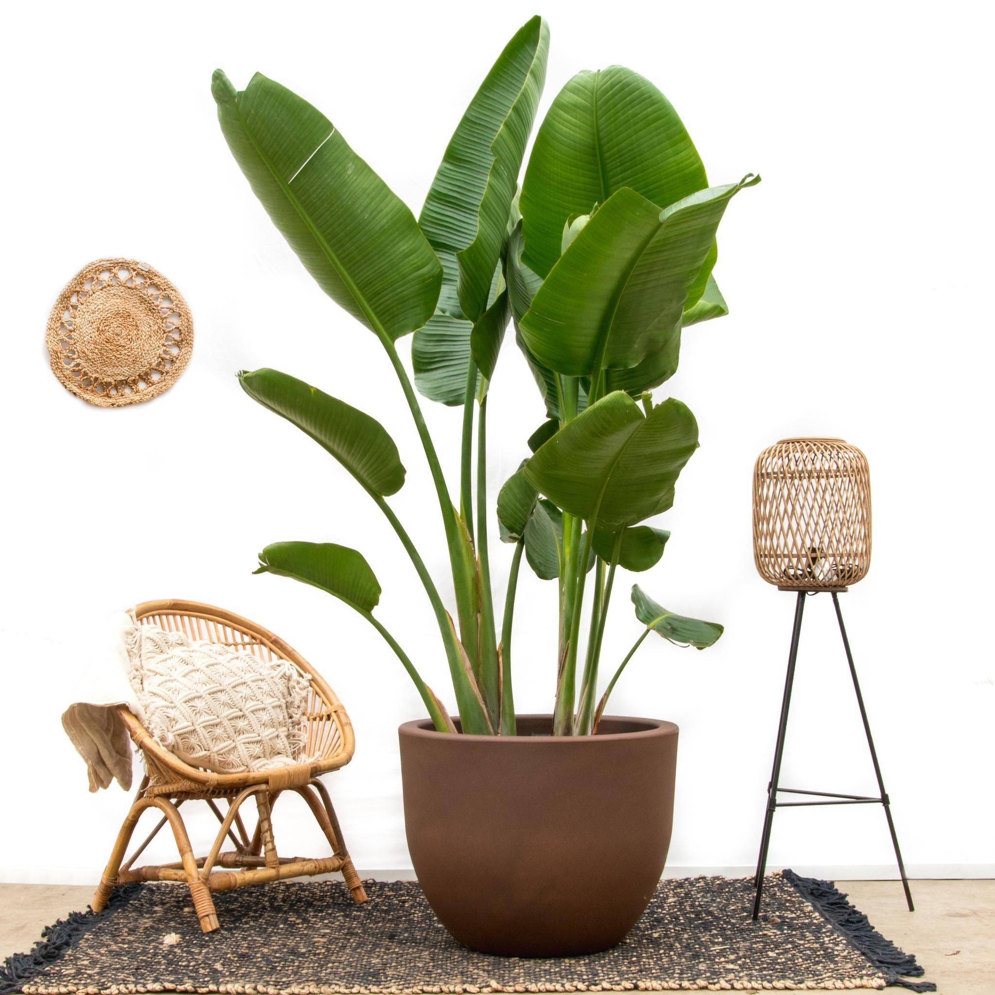 La Green Touch - Strelitzia Augusta de Luxe Xxl - D38 H250cm - Image 2