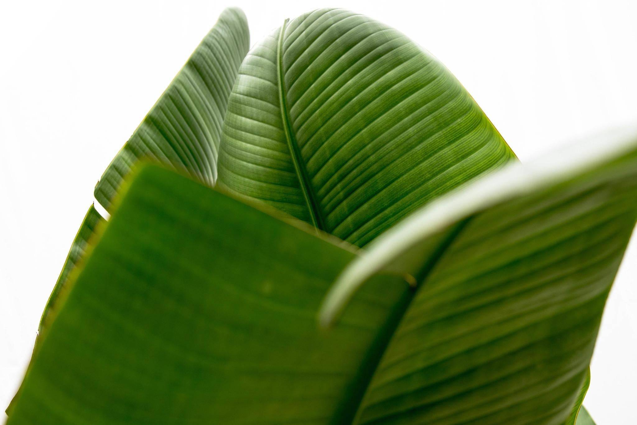 La Green Touch - Strelitzia Augusta de Luxe Xxl - D38 H250cm - Image 5