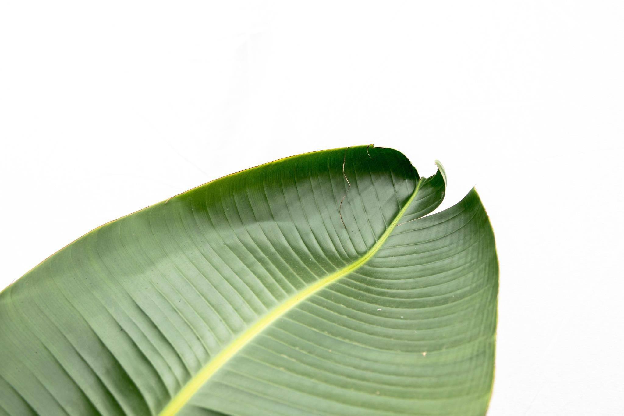 La Green Touch - Strelitzia Augusta de Luxe Xxl - D38 H250cm - Image 3