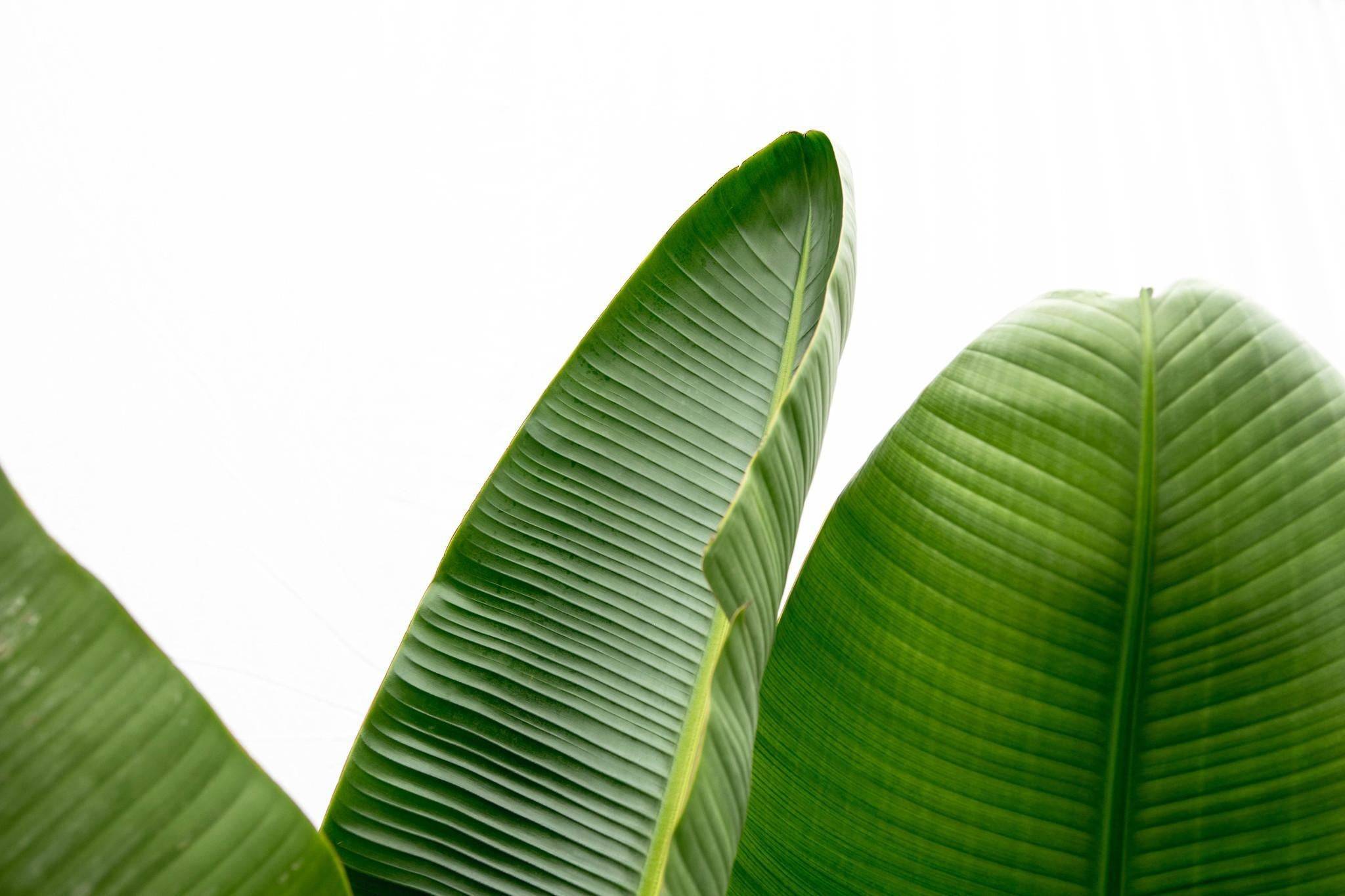 La Green Touch - Strelitzia Augusta de Luxe Xxl - D38 H250cm - Image 4