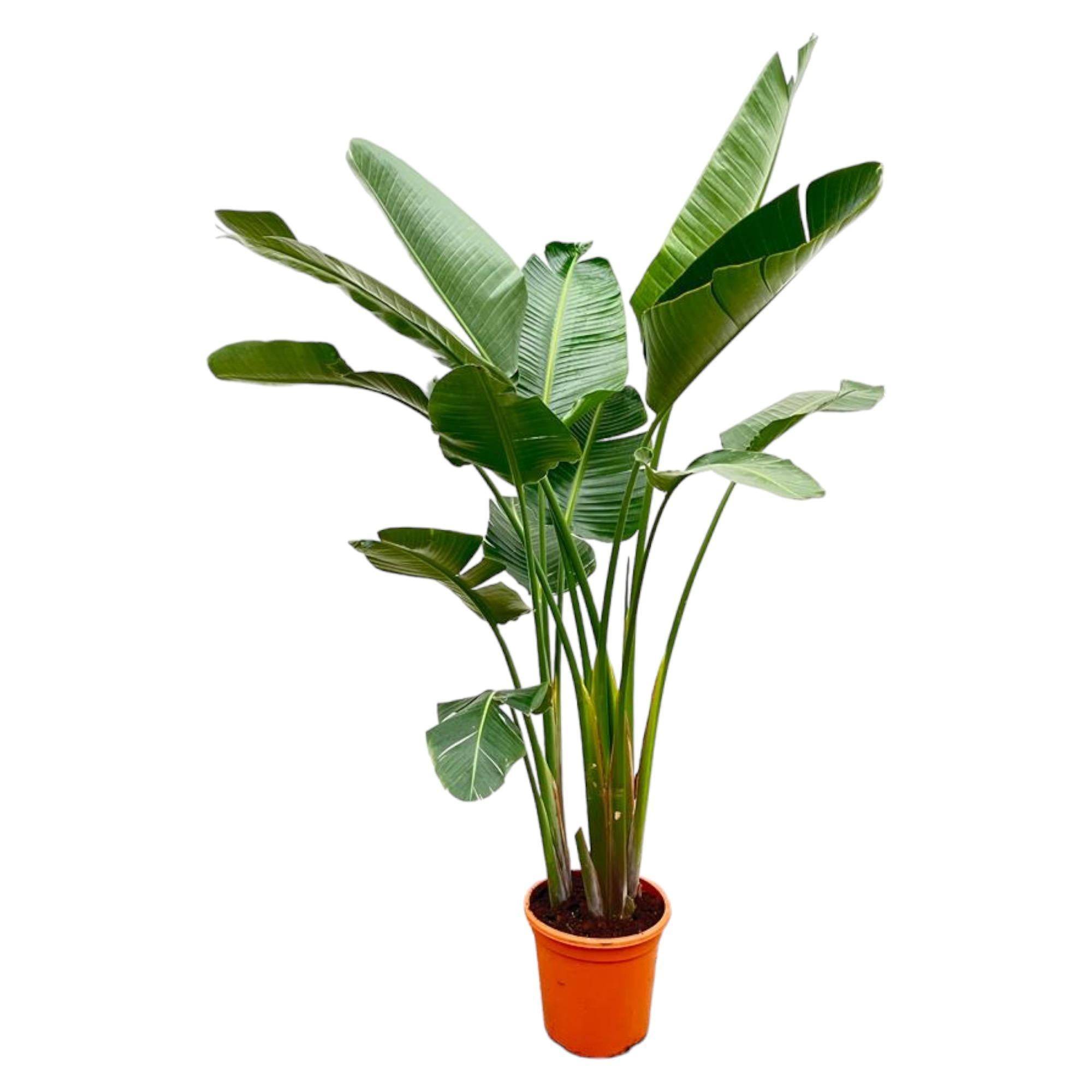 La Green Touch - Strelitzia Augusta de Luxe Xxl - D38 H250cm - Image 1