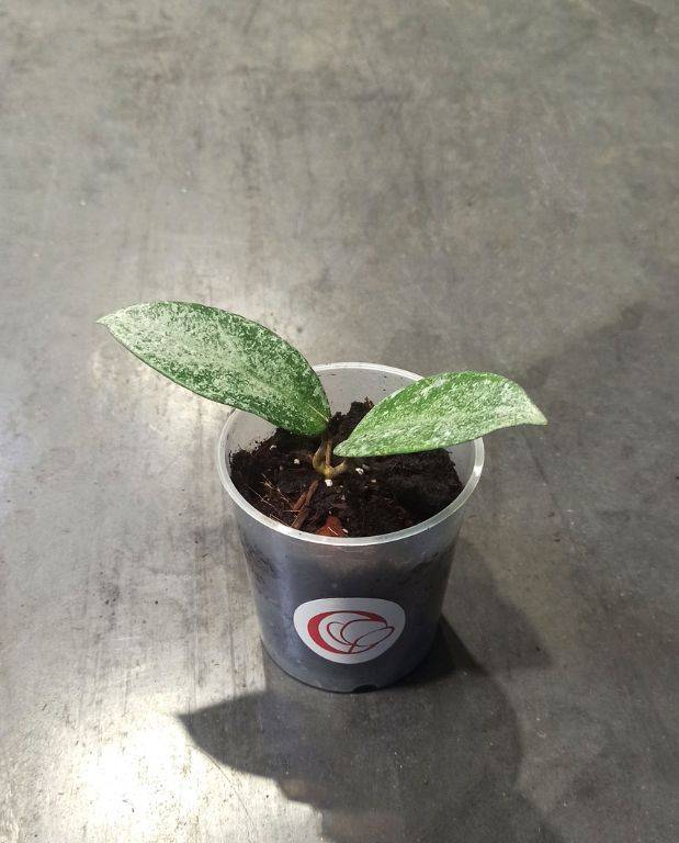 Hoya Grey Ghost D. 9cm H. 20cm - Plante d'intérieur - IndoorPoppies