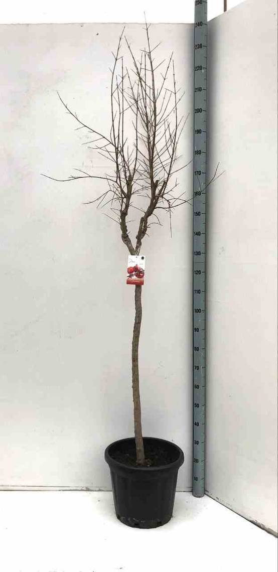 0 - Punica granatum var.fina tendral (Grenadier rustique et productif, gros fruit) Pot de 10 litres - 140/160 cm - Image 1