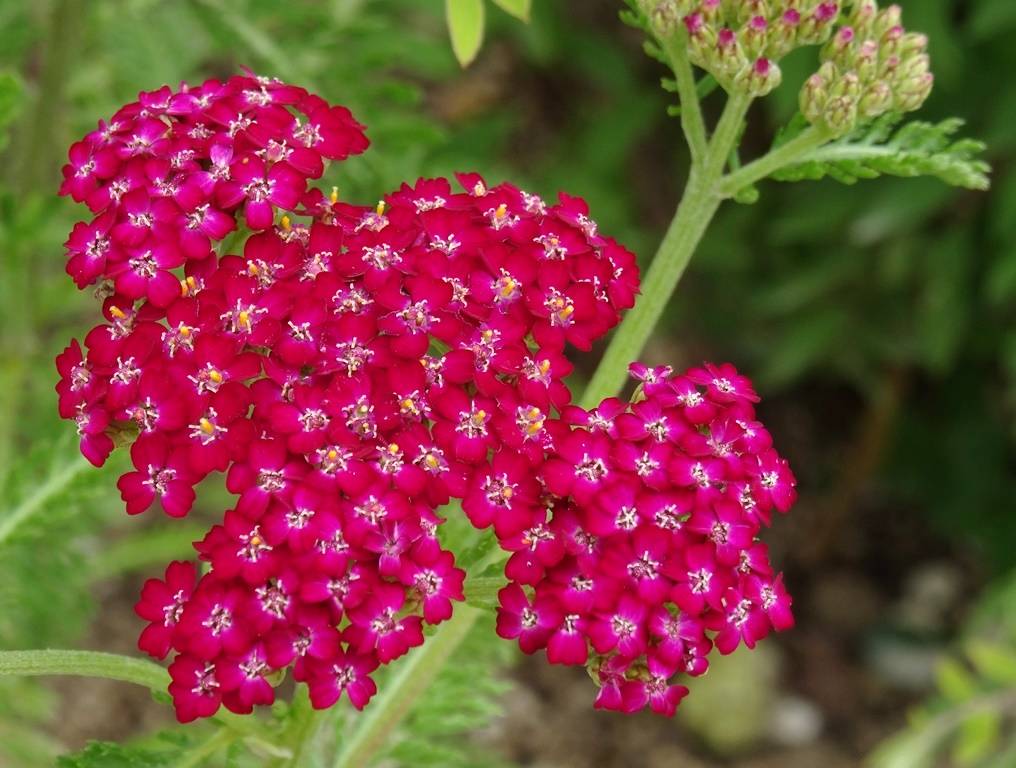 Achillée millefolium Cerise Queen Godet de 8/9 cm