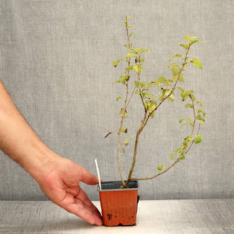 Cognassier du Japon - Chaenomeles x superba Salmon Horizon Godet de 8/9 cm - Image 2