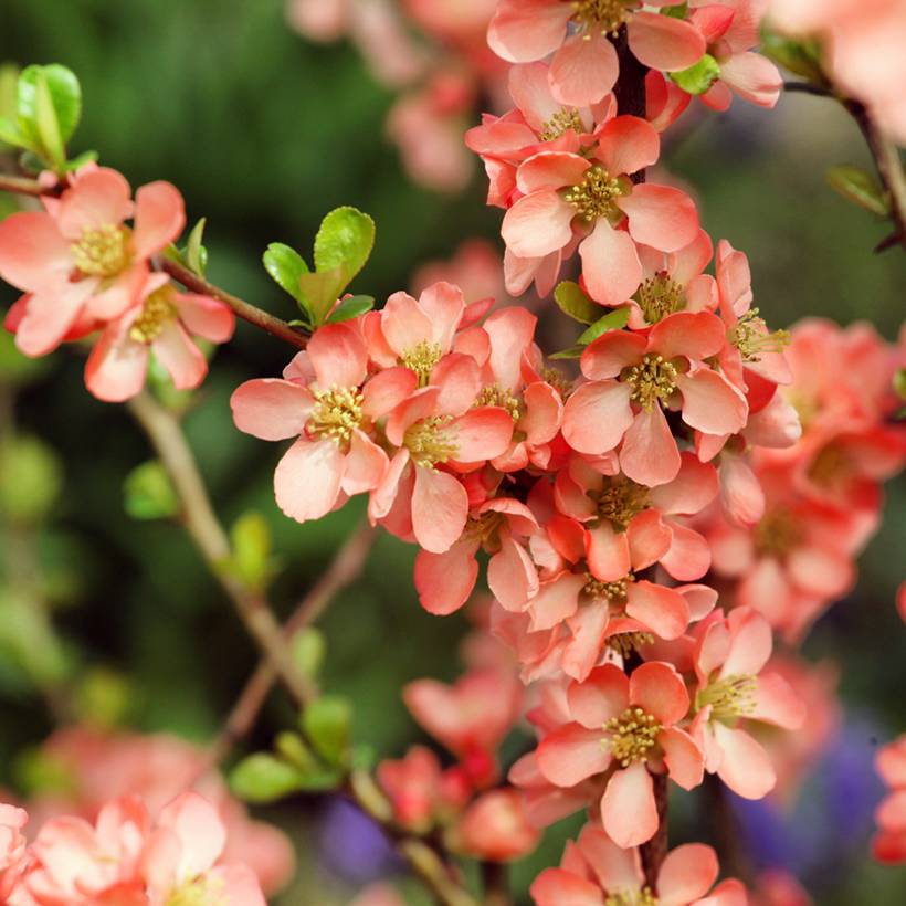 Cognassier du Japon - Chaenomeles x superba Salmon Horizon Godet de 8/9 cm - Image 1