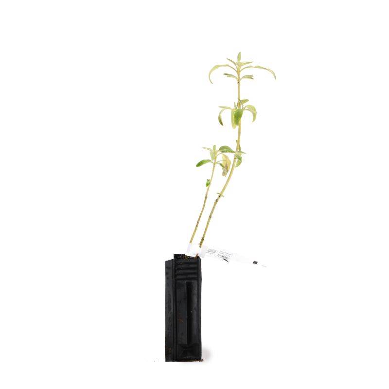 Sauge de Jérusalem (Phlomis Fruticosa) - Godet - Taille 13/25cm - Pépinières Naudet - Image 2