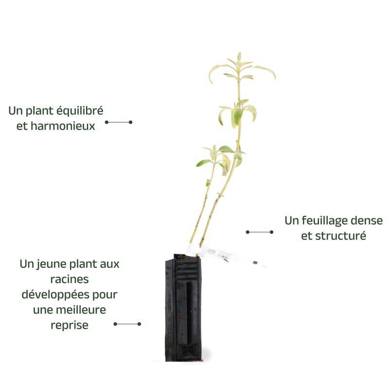 Sauge de Jérusalem (Phlomis Fruticosa) - Godet - Taille 13/25cm - Pépinières Naudet - Image 3
