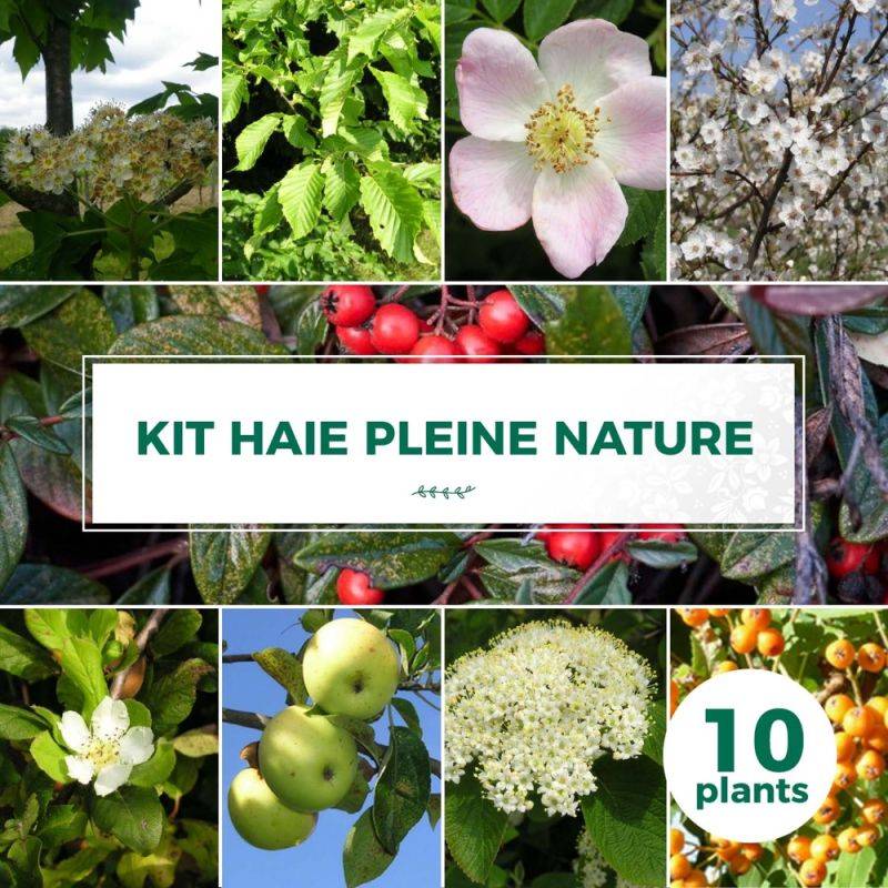 Haie Pleine Nature - 10 arbustes -  - Pépinières Naudet - Image 1