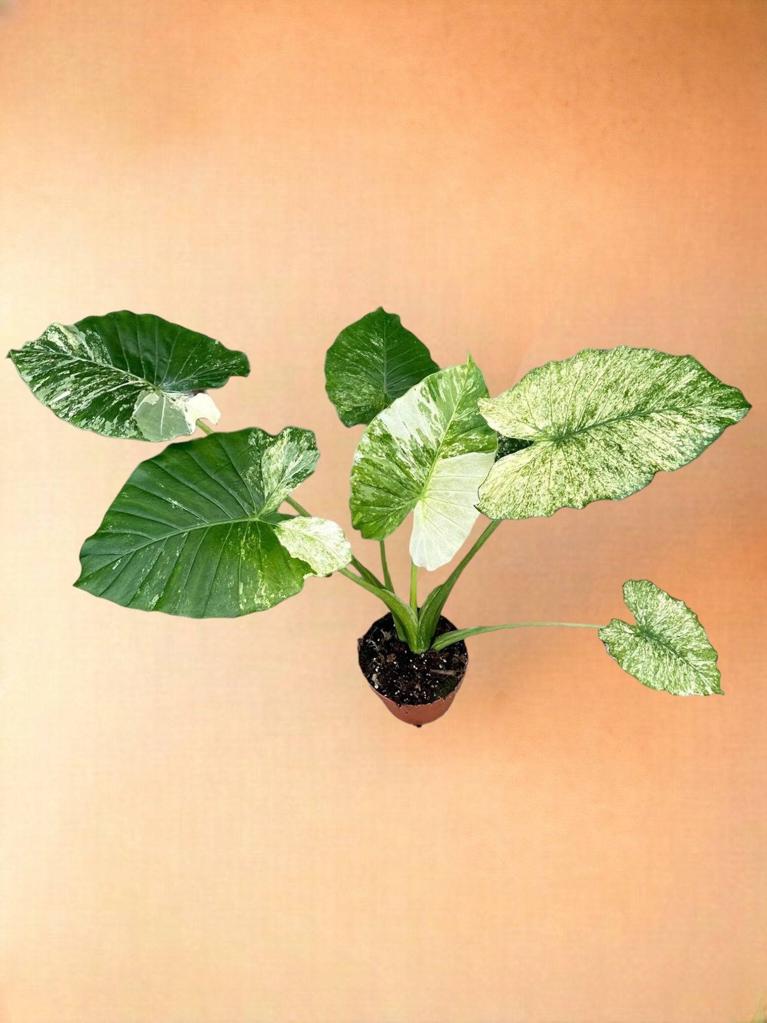 Alocasia Gageana Variegata- La Green Touch