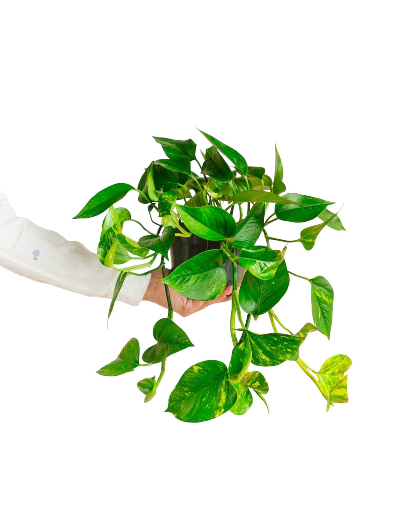Scindapsus Epipremnum 30cm - Plante d'intérieur- La Green Touch - Image 1